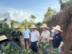 <b>骄阳深切田间地头稠密走访调研</b>